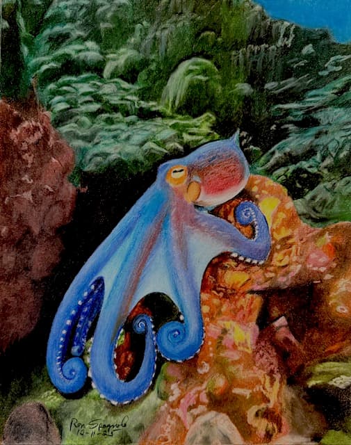 Octopus