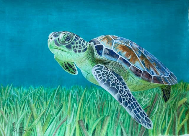 Turtle